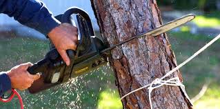 Best Tree Removal  in Lake Stickney, WA