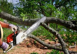 Trusted Lake Stickney, WA Tree Removal Experts